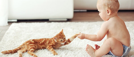 Baby playing with cat on hypo-allergenically cleaned rug