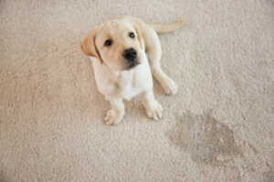 cute dog that has urinated on carpet that needs cleaning