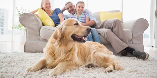 family relaxing with pet on clean carpet