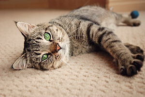 Cat with green eyes laying on carpet