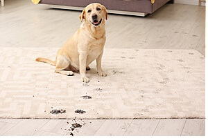 dog tracking dirt onto clean carpet
