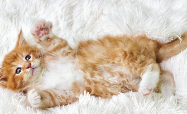 Cute Maine Coone Kitten lying on white furry carpet