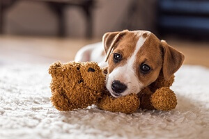 Dog with teddybear on carpet 