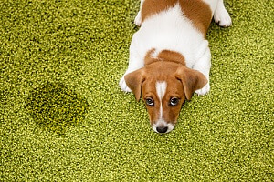 Puppy next to dog urine on carpet 