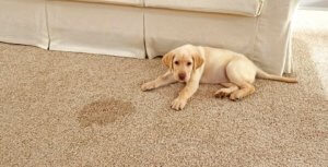 Remove Urine Smell From Carpet
